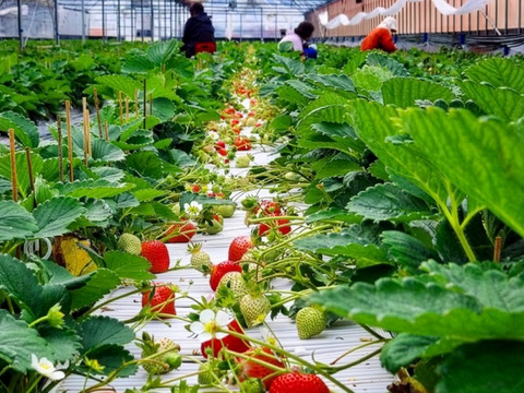 【バラ詰め】完熟あまおう１kg ジャムなどの加工用