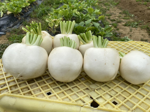 【訳あり】【朝採れたて】京都産サラダ・ラティーナ（サラダカブ）3.0kg　（15～20個）