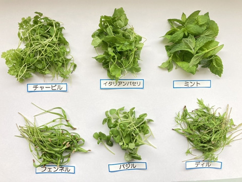 【福袋】マイクロリーフMIX20g・マイクロハーブ単品6種/各2g・エディブルフラワーミックス20輪　セット