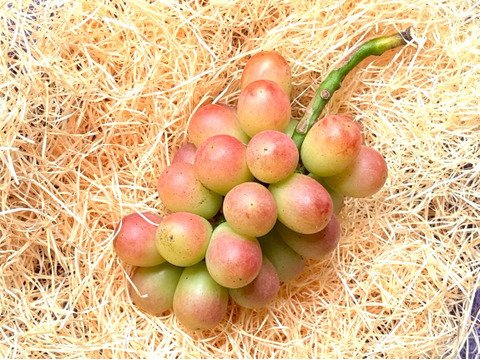 華やかに彩る、特別なひとときにふさわしい贈り物『シャインマスカット＆サニードルチェ』ギフト用１kg