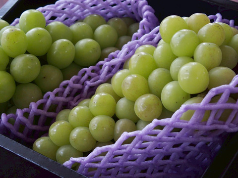 【個性ありお得】大きく、とにかく大きく育てたシャインマスカット（1.6~2kg２房～３房)