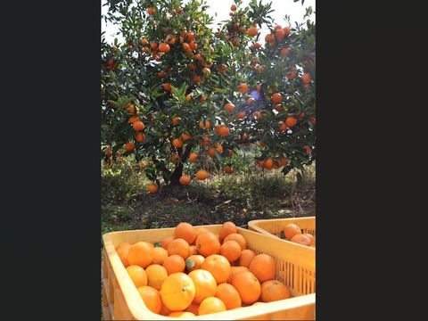 【冬ギフト】農家直送！有田みかん2kg≪無選別（秀品・訳あり品・サイズ混合）≫【平武農園】～蛍飛ぶ町から旬の便り～　和歌山｜有田｜田口｜ギフト｜こだわり　産地直送　お取り寄せ