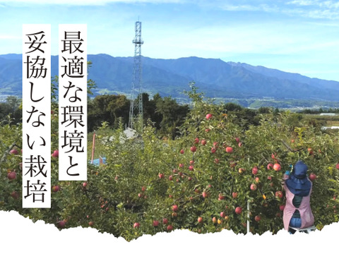 【2026年予約】『シナノリップ』家庭用✨暑い夏にピッタリなジューシーなりんご！3ｋｇ