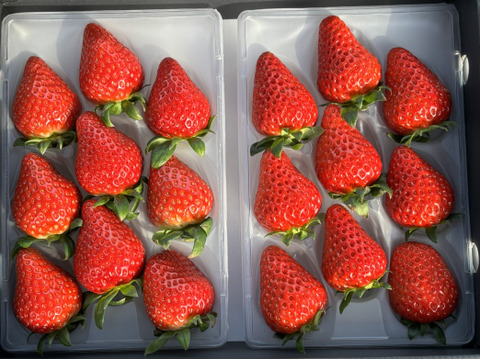 完熟のイチゴパック250g×2p