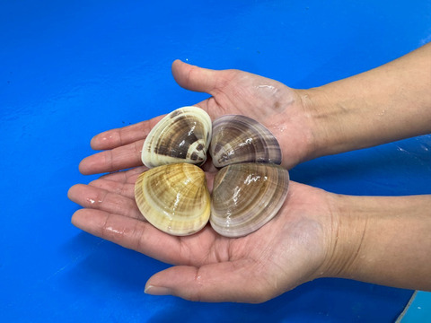 【アワード受賞福袋】
『不動丸満喫福袋』九十九里の海の幸　蛤もヒラメも楽しめるたっぷりセット♪