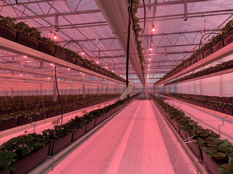 🍓新商品🍓あまおう・よつぼし食べ比べセット🍓家庭用🍓福岡県産🍓  空中で真っ赤に実る🍓180g×6pc 1080g(あまおう3pc、よつぼし3pc)