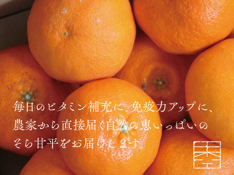 そら甘平【天空の甘平】愛媛産みかん 3kg