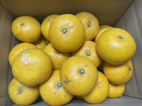 甘夏　箱こみ9.5キロ以上　２L～４Lサイズ（300g～450ｇ）ワックス不使用　農薬不使用