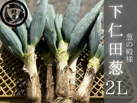 殿様も愛した「下仁田葱」2Lサイズ12本