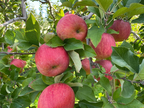 助けてください　激安葉取らず
サンふじ家庭用　訳あり５キロ