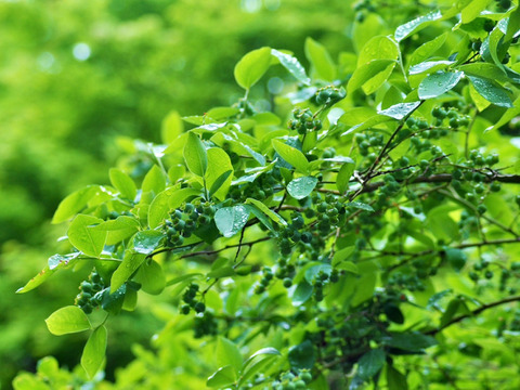 【樹上完熟】南国土佐 完熟生ブルーベリー１ｋｇ 農薬不使用 自然栽培 四万十産