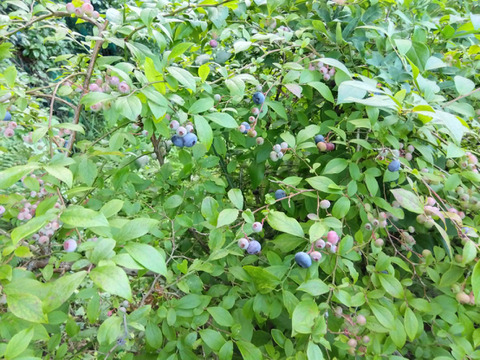 【朝どれ】【農薬・肥料・除草剤不使用】朝摘みブルーベリー（500g ）×2＝1㎏