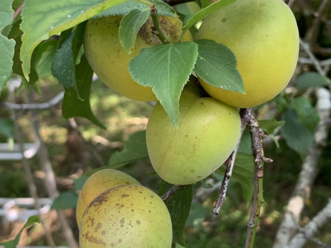 まじりっけなし！梅シロップ•梅酒に最適！『色づき梅郷』3kg 自然栽培の梅。農薬不使用
