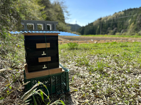 『奥久慈の花蜜』 日本みつばちの天然はちみつ 50g