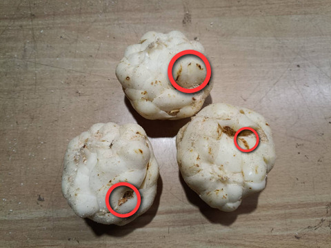 野菜ソムリエサミット最高金賞受賞！『幻のゆり根 月光』２Ｌサイズ・33個(約5㎏)