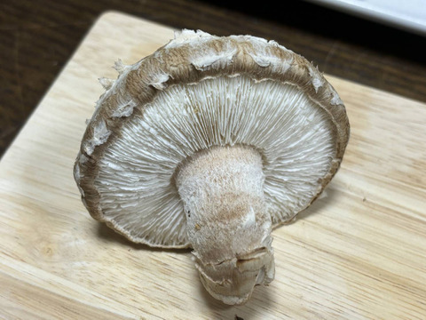 【お祝い】贈答用「龍の傘 金」約700g(7~14個)特別梱包