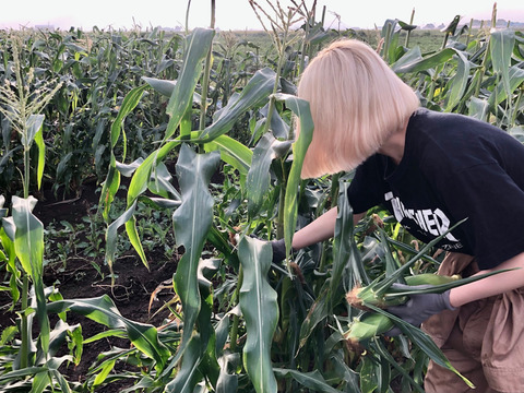 糖度18度以上　2～3L　10本　北海道産とうもろこし　恵味ゴールド