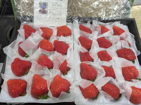 【ギフト】プレミアム【完熟あまおう】大粒いちごギフト【18～30粒】熨斗対応可