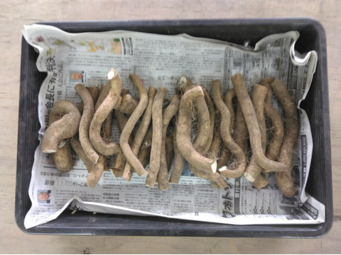 1kg⭐️訳あり⭐️自然薯⭐️《超特価！》：山梨県産のその他根菜