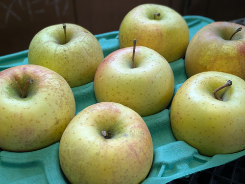 【今シーズンラスト】ビックサイズ🍏大好評🍏スーパーでは出会えないかも?!今年最後!!
大人気樹上完熟サン金星☆　肌はガサガサですが・・約3㌔ 6玉か7玉 ☆玉数おまかせ☆