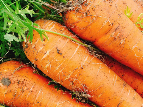 甘さ多めの寒じめ有機人参　3Kg