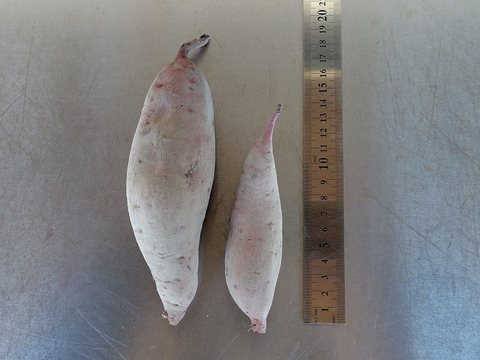 【訳あり品】「べにはるか10kg」（小～中サイズ、自然栽培：栽培期間中農薬・肥料不使用）