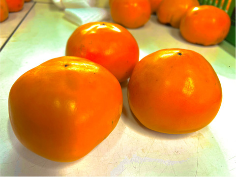 【2025予約販売】鳥取県八頭町産　日本一甘い柿『花御所柿』2kg