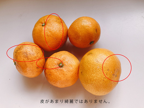 ジュース用 甘さと酸味が丁度いい！濃厚興津早生みかん5kg　（2S～2L：約40個）