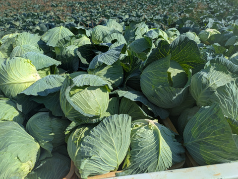 ❄️☃️冬の野菜セット☃️❄️