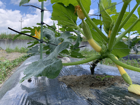 【グリーンパンツ】緑と黄色のツートンカラーが可愛いズッキーニ（10本入り）