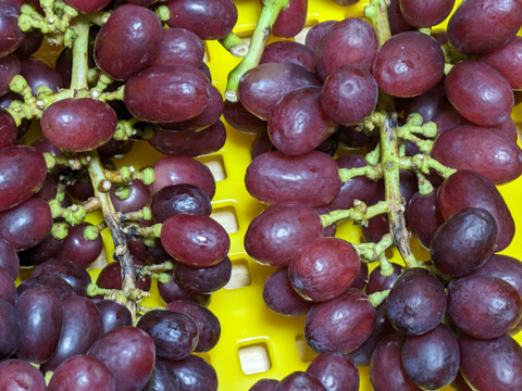 【すぐ発送】訳ありクイーンセブン 1kg※信州の環境にやさしい農産物50（長野県認証）