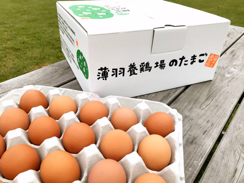 ちょっとだけ小さめの酵母・平飼いたまご50個（元気たまご）