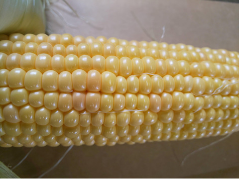 濃厚な甘みの🌽先端カット５本
