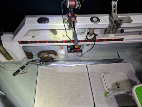 【旬】刺身用　太刀魚タチウオ　3kg1匹