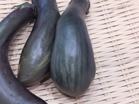 しまトラ♪なす（ふわとろ長）2Kg