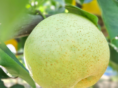 香り高く贅沢な味わい。幻の梨「かほり（かおり）」5㎏訳あり品