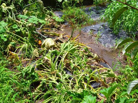 【1口500円版】令和5年7月大雨による浸水害　被災生産者応援チケット （※商品の発送はありません）