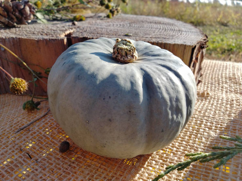 ホクホク甘いミニかぼちゃ”白い坊ちゃん”6個入り