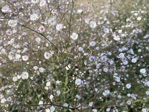 【5本-40㎝-】ほんのりピンクのカスミソウ