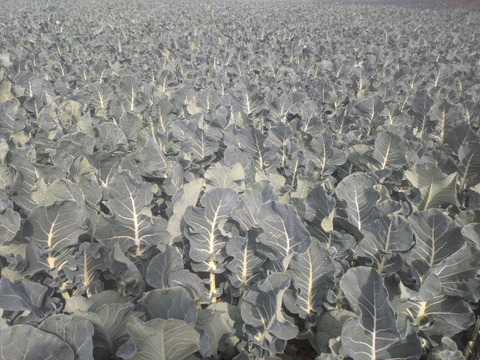 食べてみりん🥦🥬セット