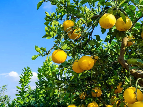 【樹上完熟】四万十柚子１ｋｇ 農薬不使用 自然栽培 四万十産