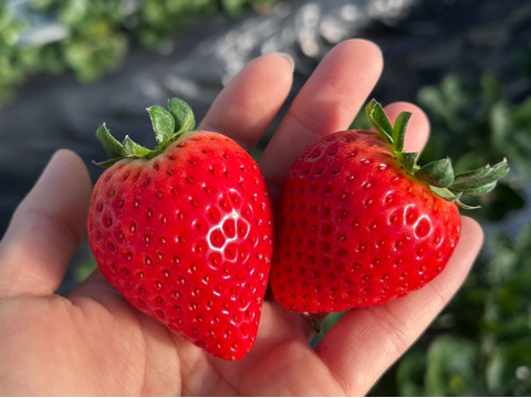 高糖度♡朝採れ直送🍓甘くてジューシー！【とちあいか】2段詰2パック