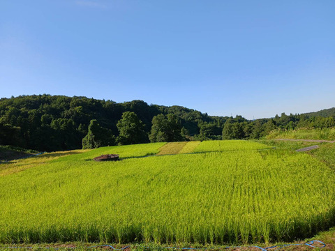 白米麹1㎏　肥料や農薬を使わず育てた【亀の尾】天日干し