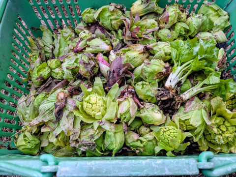 春一番ふきのとう単品