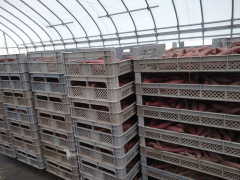 家族で食べたい！ほくほく甘い金時芋(小さめ・１箱３キロ)