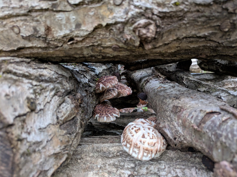 旬の山菜3000円セット