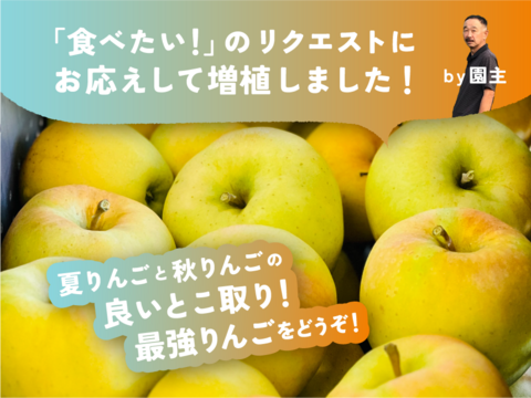 残り8ケース【フルティーサマーアップル】トキ 3キロ箱 6玉〜15玉サイズ商品ID09523 長野県 信州 安曇野 リンゴ 幻 幻のリンゴ 予約 希少 旬