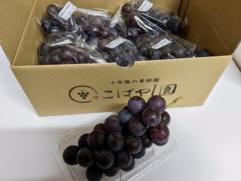 訳あり　長野県産BKシードレス2kg(4〜6房)