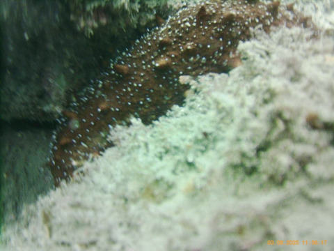 素潜り漁師直送！！今が旬『赤ナマコ』　１kg