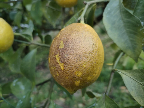 【C級品・5kg】瀬戸田産レモン